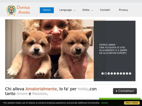Domus Annia shiba inu